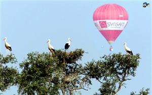 Hot Air Balloons